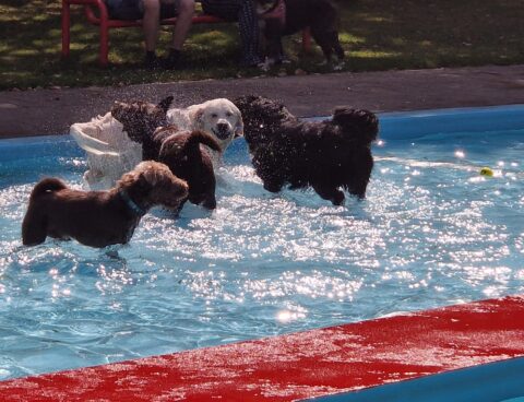 Kijk ze kwispelen bij de Hondenplons